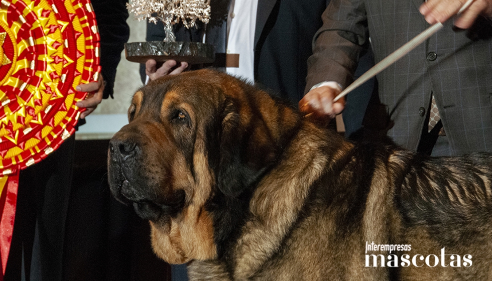 Mejor perro de Raza Espa�ola 2025. Elegante de Ar�ndanos