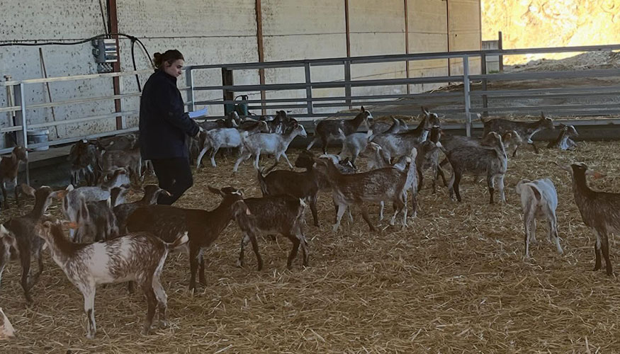 La joven ganadera gaditana Catalina Romero, con su reba�o de raza pura Florida