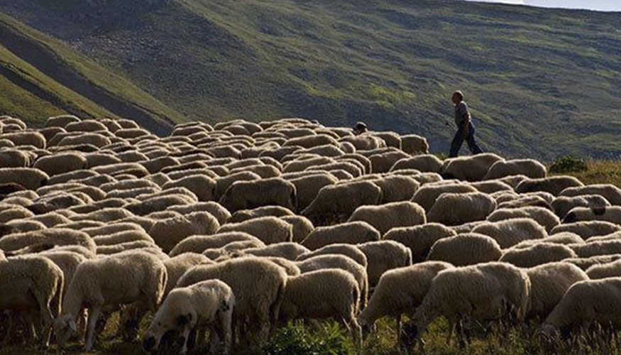 Reba�o de ovejas en Grecia