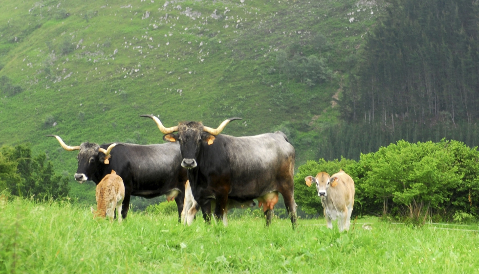 Vacas de raza Tudanca