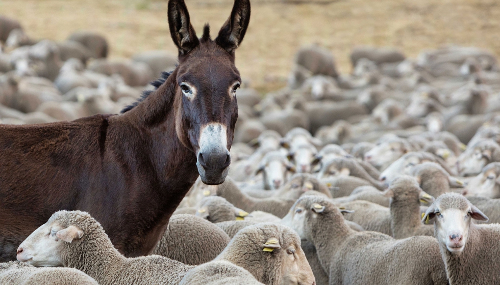 Reba�o ovino en Espa�a con un burro