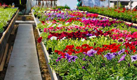 Amplia oferta de plantas, semillas, mobiliario y asesoramiento especializado en Viveros Don Pedro, ahora miembro de la AECJ...