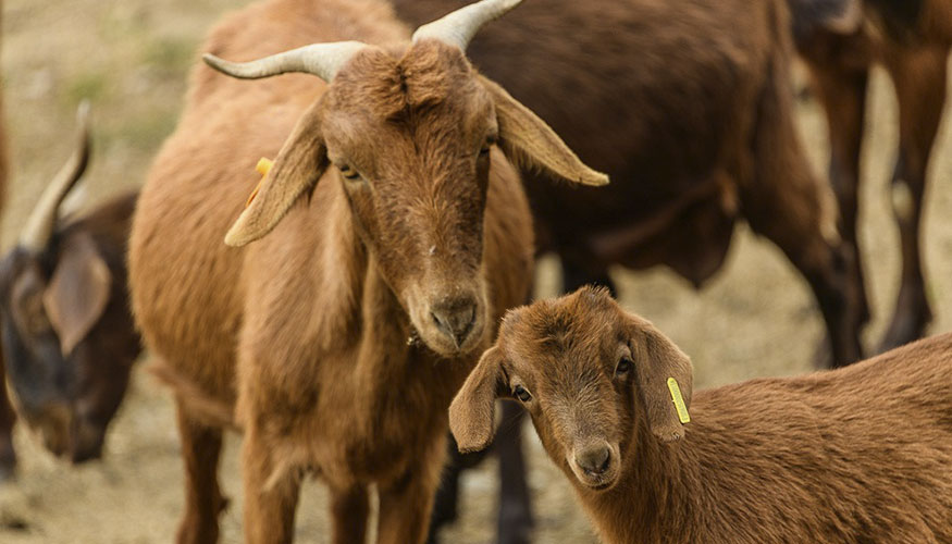 Cabras de raza Retinta, amparadas por la IGP Cabrito de Extremadura