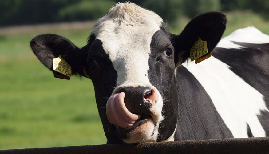 Vaca de raza Frisona