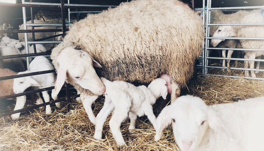 Oveja de raza Assaf con sus corderos