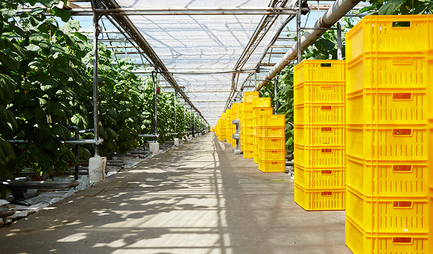 �Las exportaciones espa�olas de flores y plantas vivas alcanzaron los 743 millones de euros en 2025, impulsadas por la planta viva y la flor cortada...