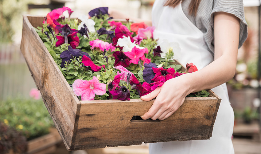 �Las importaciones espa�olas de flores y plantas vivas superaron los 419 millones de euros en 2025...