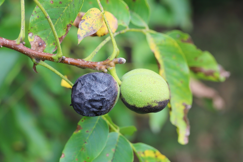 El insecto deteriora la parte exterior del fruto y dificulta su pelado, reduciendo el inter�s comercial de la nuez