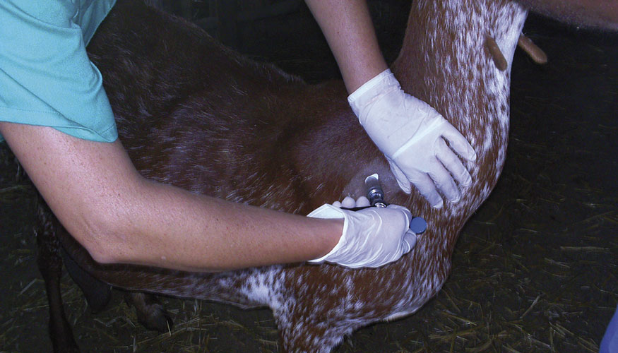 Prueba de la tuberculina a un ejemplar caprino