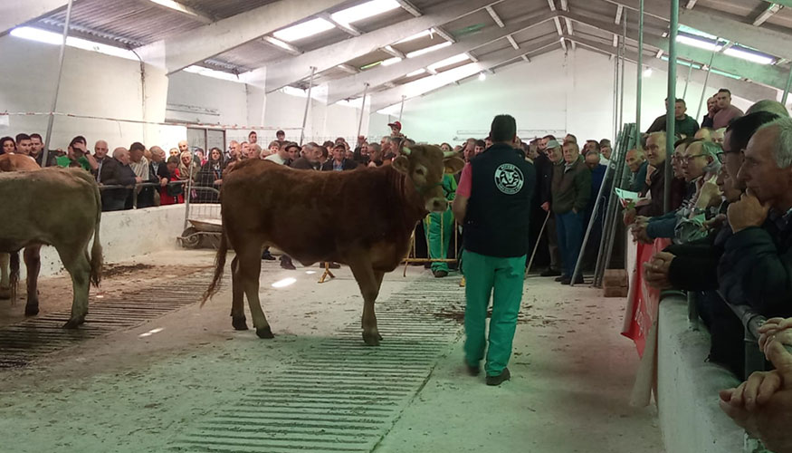 Un instante de la subasta de Rubia Gallega celebrada en Becerre�