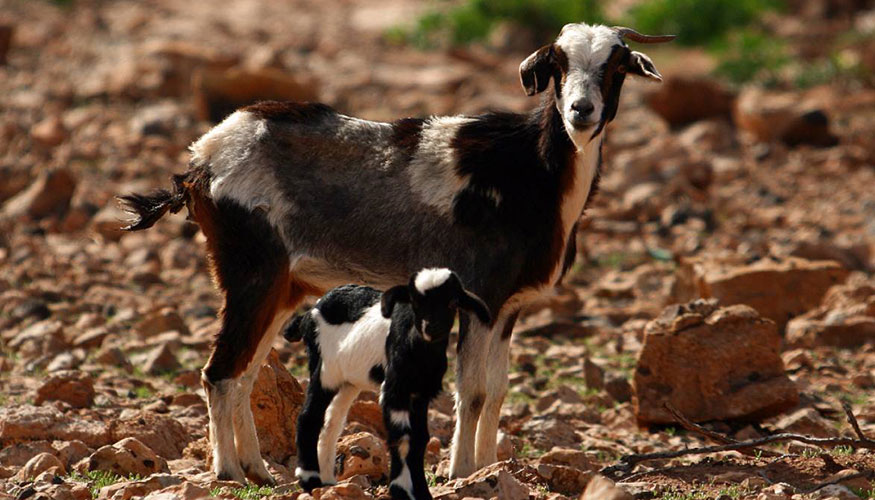 Ejemplares de la raza caprina Majorera