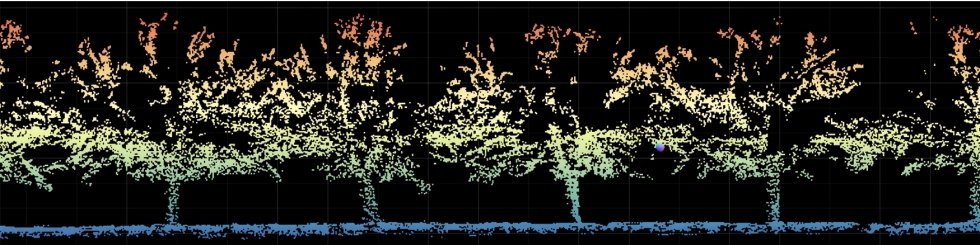 Figura 1. Imagen ejemplo del modelo 3D resultado de mapeo con LiDAR sobre una finca de almendro y perfil transversal de los �rboles de la finca...