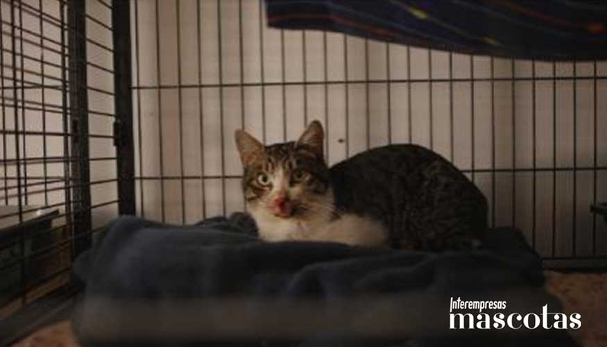 Pixel�n, uno de los gatos que hay en la protectora Help Guau Argentona