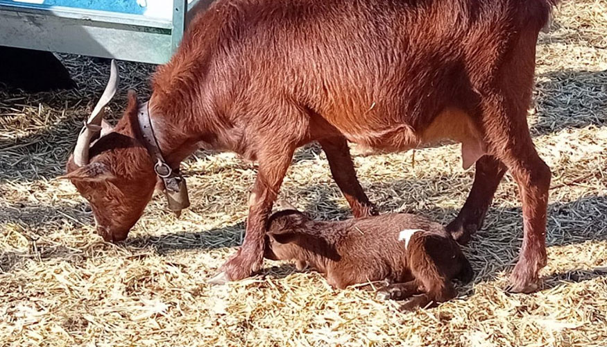 Cabra de raza Guisandesa y su cr�a
