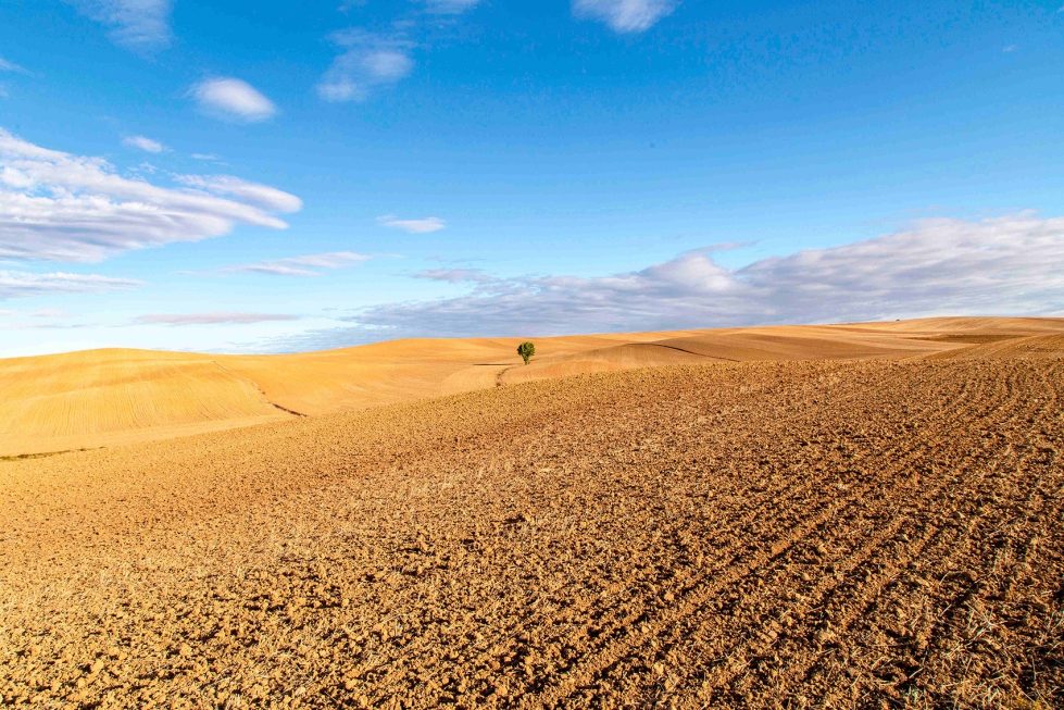 Castilla y Le�n es la principal productora nacional de cereales, otras plantas forrajeras y ganado bovino