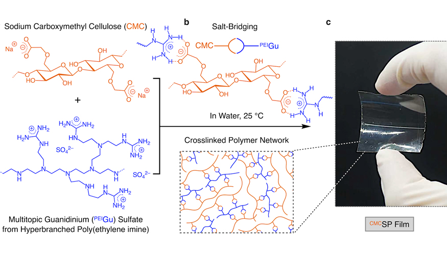 Esquema do processo atrav�s do qual a celulose e os i�es de guanid�nio derivados da polietilenimina se combinam em �gua para formar, inicialmente...