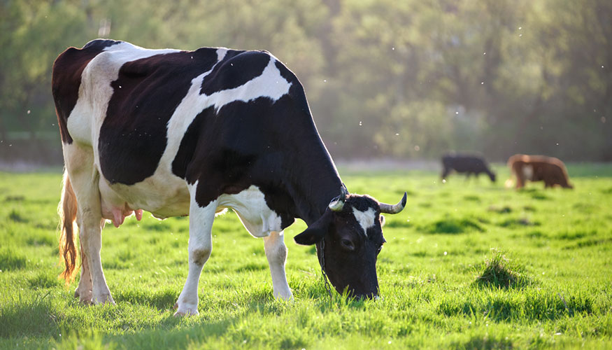 Ejemplar de la raza Frisona