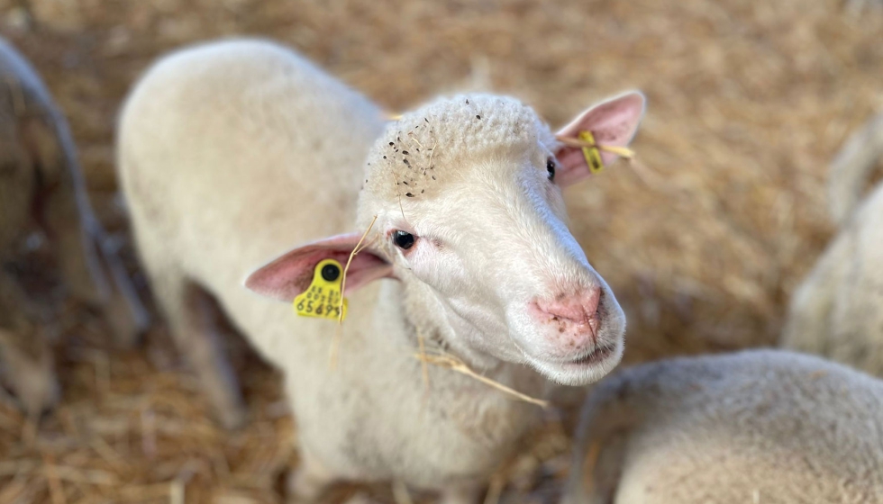 Ganado ovino de Extremadura