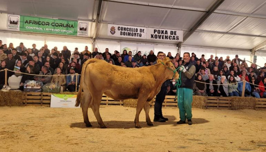 Subasta de Rubia Gallega en Boimorto