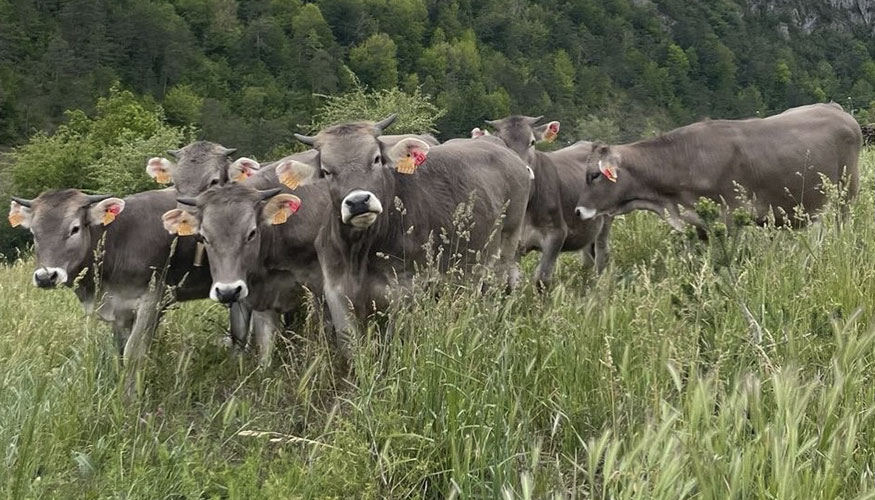 Ganado vacuno en Arag�n