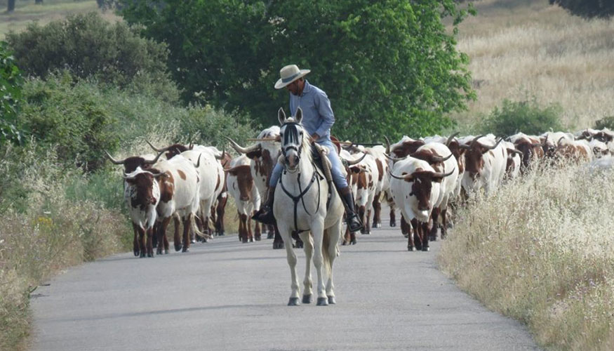 Reba�o de raza Berrenda