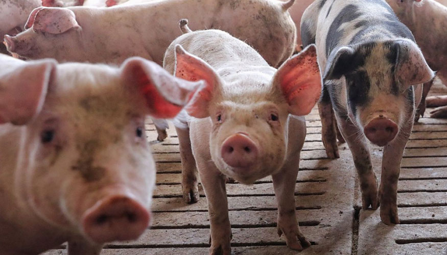 Ejemplares de la especie porcina en el interior de una explotaci�n