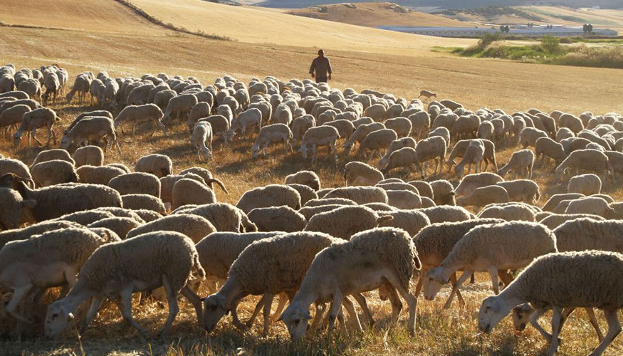 Reba�o ovino en Andaluc�a