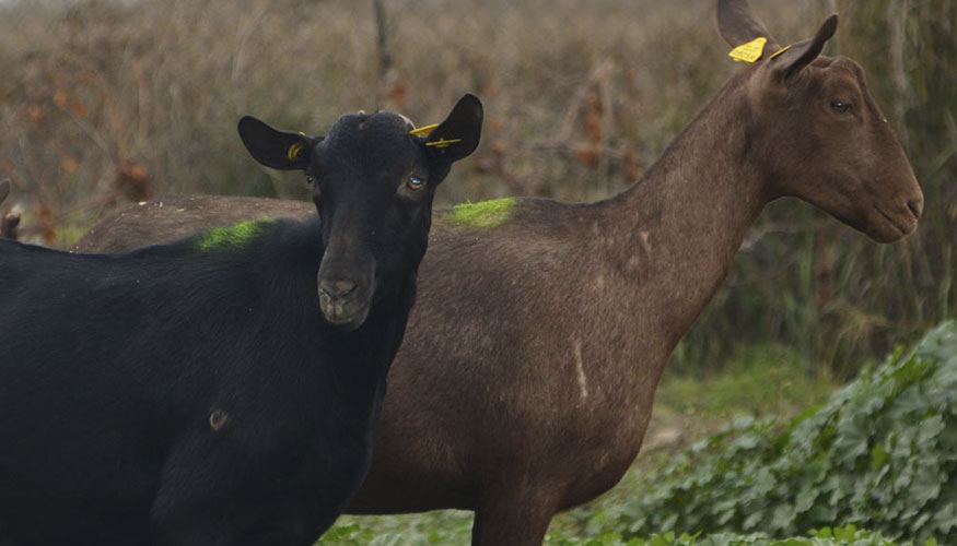 Ejemplares de la raza Murciano-Granadina