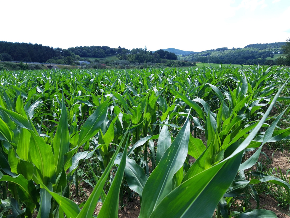 Garantizar el acceso de los agricultores a los fertilizantes es fundamental para mantener una producci�n agr�cola estable y competitiva a largo plazo...