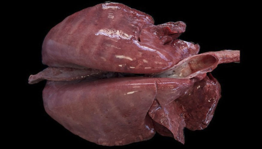 Figura 3. Pulm�n de una oveja adulta que presenta un patr�n de neumon�a intersticial asociado a lentivirus