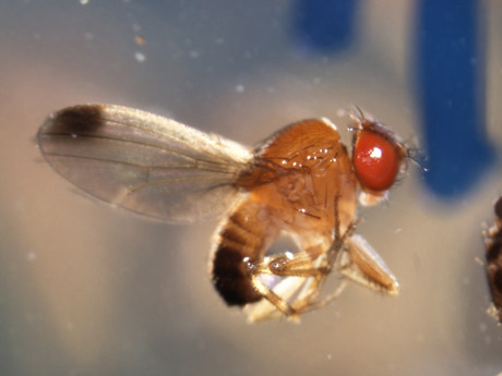 Ejemplar macho de la Drosophila suzukii