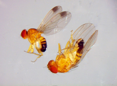 Imagen de macho y hembra de la mosca