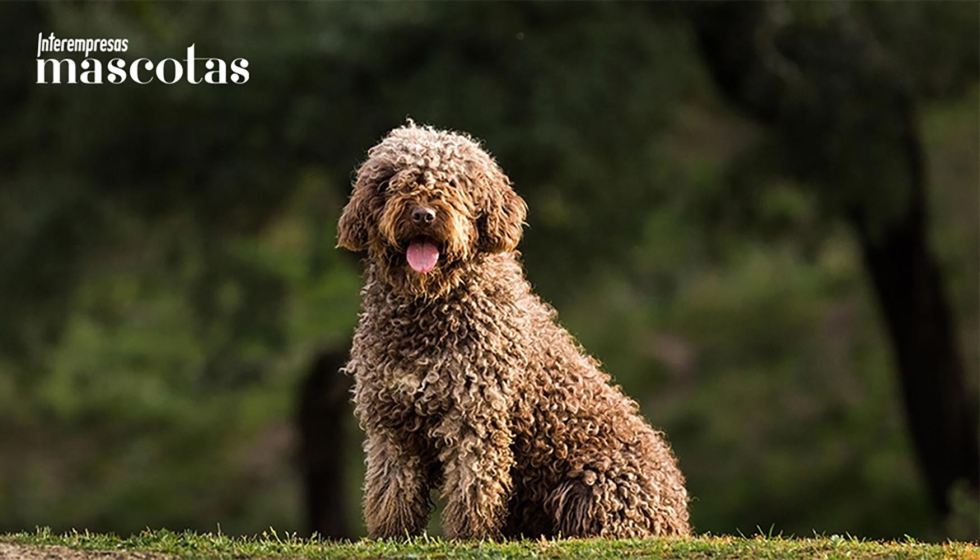 La RSCE anima a preservar el patrimonio canino nacional en un momento en el que muchas razas aut�ctonas siguen en situaci�n de vulnerabilidad...