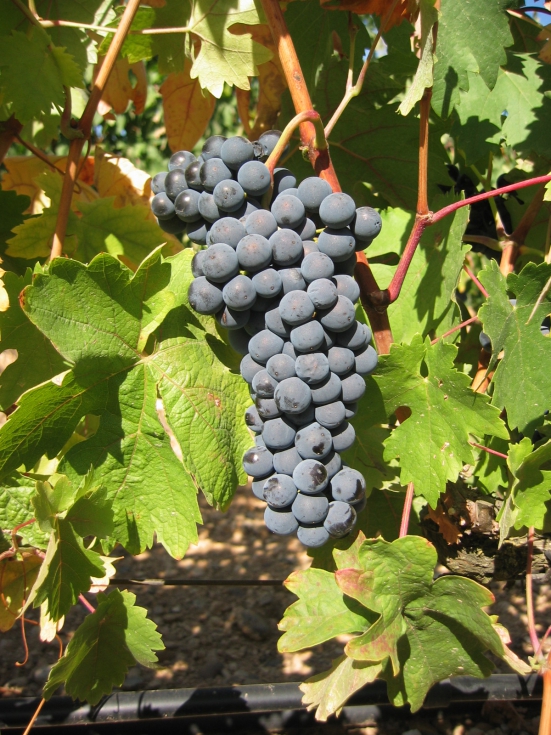 Racimo de Tempranillo en maduraci�n