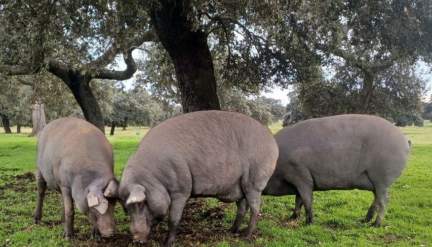 Cerdos ib�ricos en una zona de dehesa