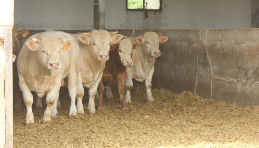 Ganado vacuno de Arag�n