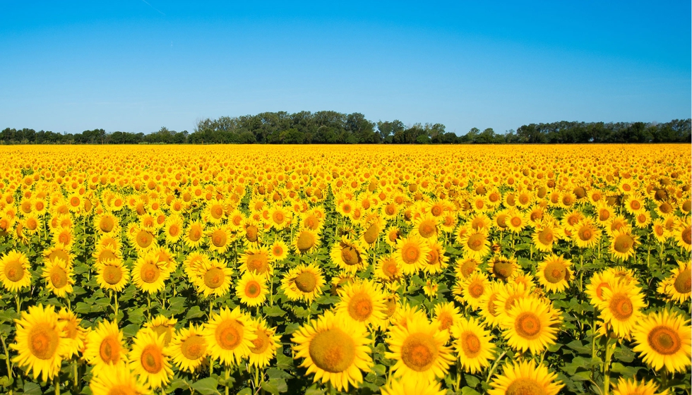 El girasol mantiene un papel relevante dentro del sistema agrario espa�ol