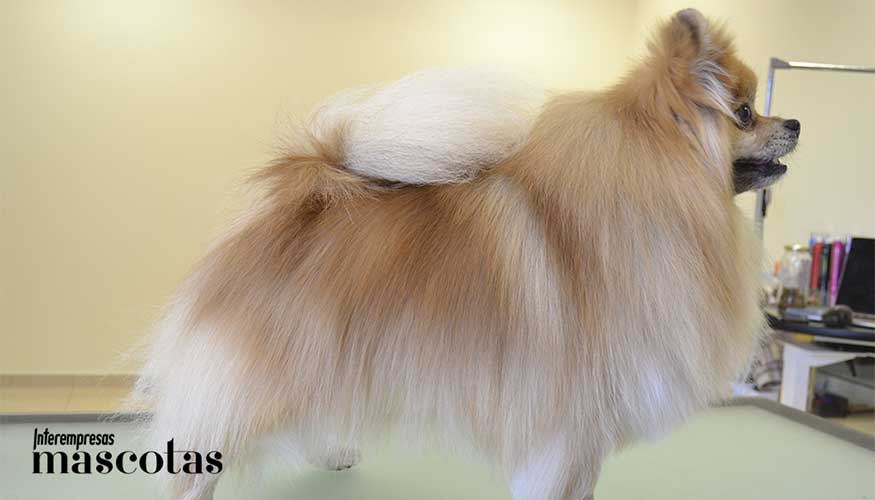 Manto de pomerania en equilibrio, donde el pelo primario y el subpelo mantienen su estructura natural