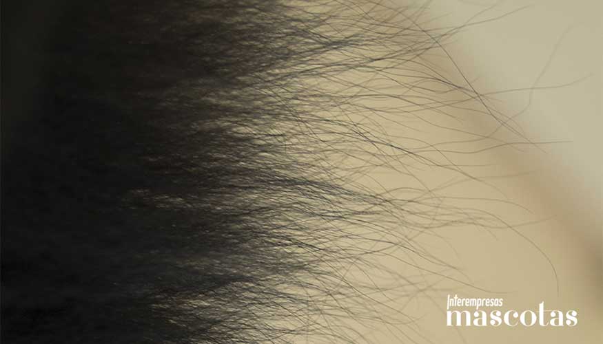 Diferenciaci�n entre pelo primario y subpelo en un manto de doble capa en equilibrio