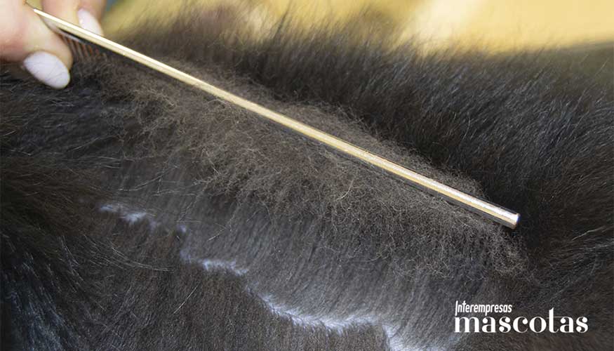 Subpelo muerto en fase de muda listo para su eliminaci�n mediante cepillado t�cnico