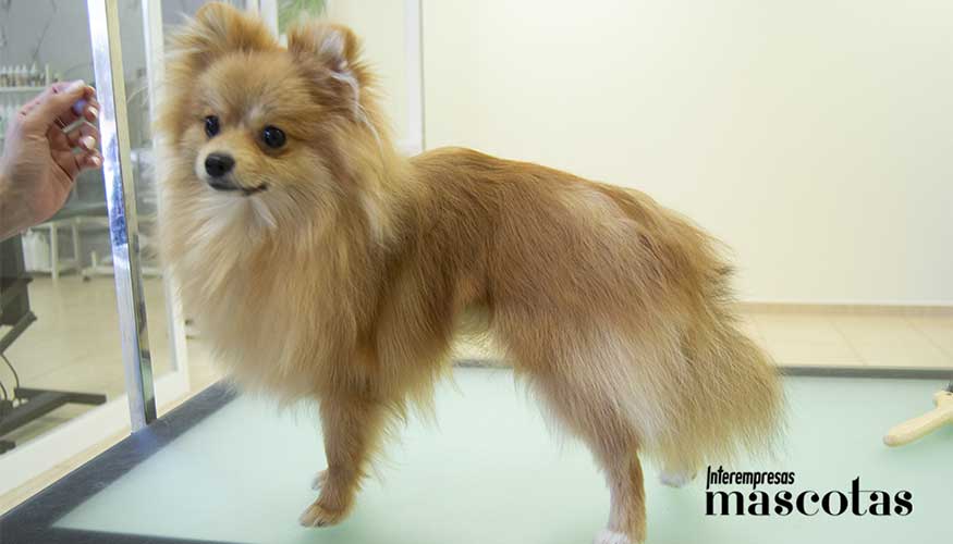 Muda juvenil en equilibrio: el subpelo se renueva mientras el pelo primario adulto se desarrolla correctamente