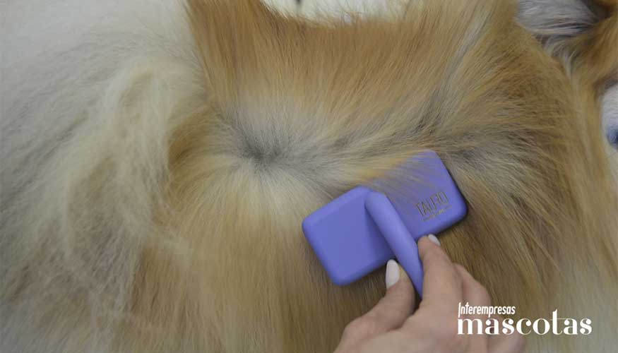 Manto con predominio de subpelo y p�rdida de pelo primario por alteraci�n de la doble capa