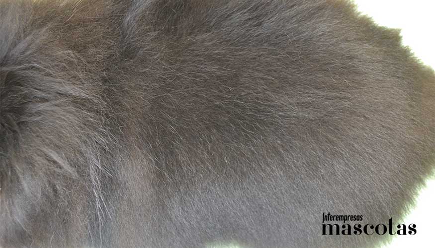 Trabajo del manto por capas desde la ra�z para eliminar subpelo sin da�ar el pelo primario