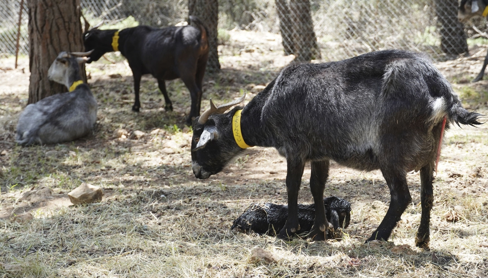 Figura 1. Cabra de raza Negra Serrana reci�n parida