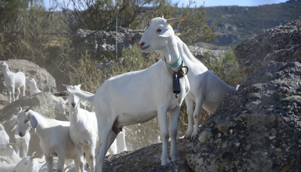 Figura 2. Cabra de raza Blanca Andaluza o Serrana (Fuente: ABLANSE)