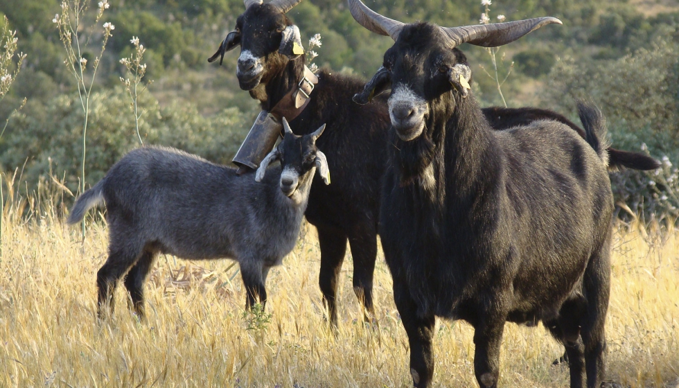 Figura 3. Cabras y cabrito de raza Negra Serrana (Fuente: M� del Carmen Garc�a Moreno)