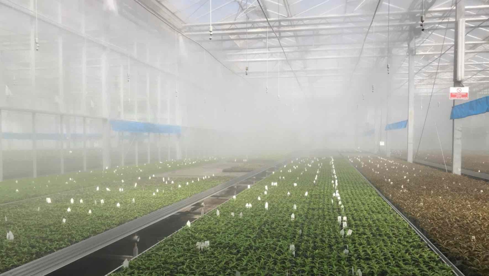 Las soluciones de microaspersi�n para invernaderos, como la de Regaber, est�n dise�adas para optimizar la uniformidad...