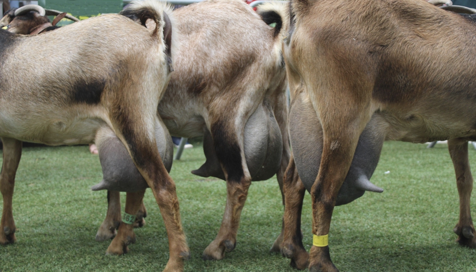 Ubres de cabras de raza Majorera