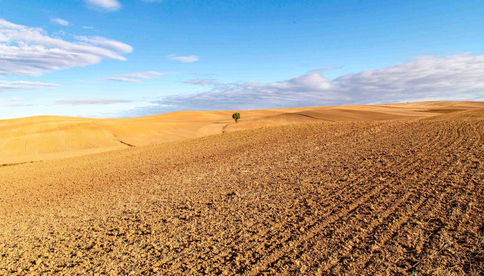 Castilla y Le�n es la principal productora nacional de cereales, otras plantas forrajeras y ganado bovino
