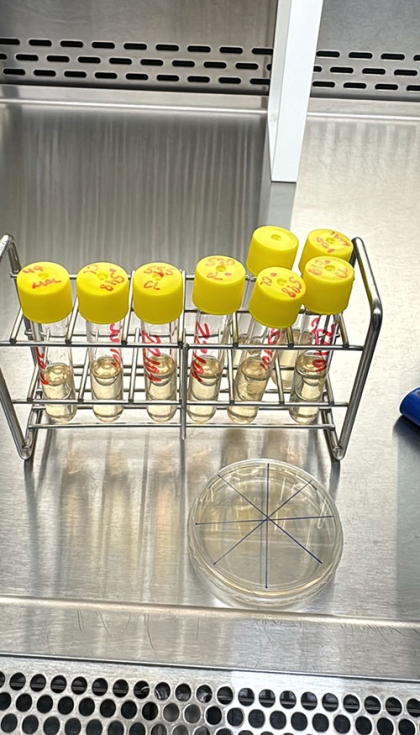 El cultivo de los micoplasmas sigue siendo un elemento fundamental para el conocimiento y el control de las infecciones